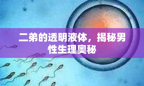 二弟的透明液體，揭秘男性生理奧秘