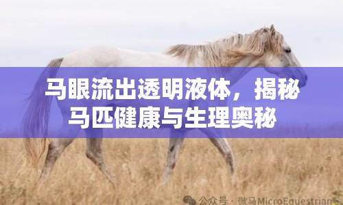 馬眼流出透明液體，揭秘馬匹健康與生理奧秘