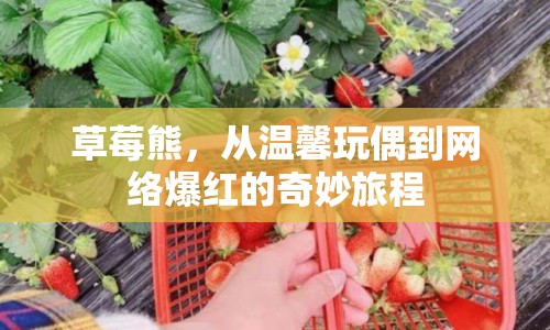 草莓熊，從溫馨玩偶到網(wǎng)絡(luò)爆紅的奇妙旅程