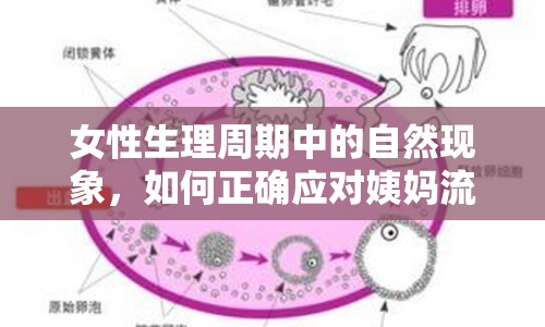 女性生理周期中的自然現(xiàn)象，如何正確應對姨媽流出來