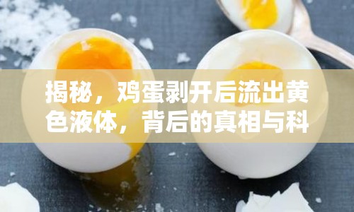 揭秘，雞蛋剝開后流出黃色液體，背后的真相與科學(xué)解析