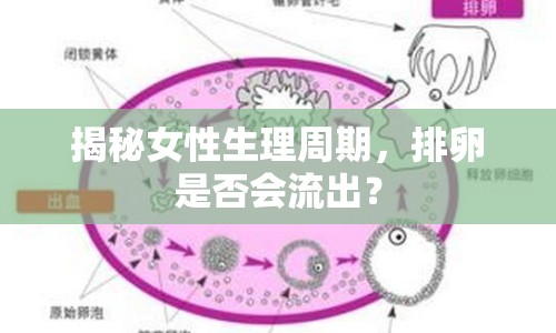 揭秘女性生理周期，排卵是否會流出？