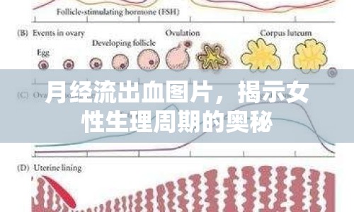 月經(jīng)流出血圖片，揭示女性生理周期的奧秘