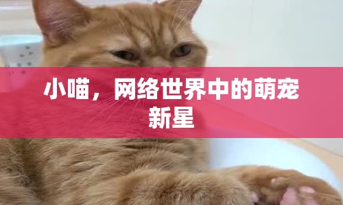 小喵，網(wǎng)絡(luò)世界中的萌寵新星