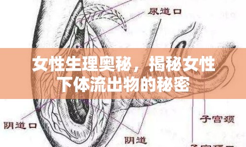 女性生理奧秘，揭秘女性下體流出物的秘密