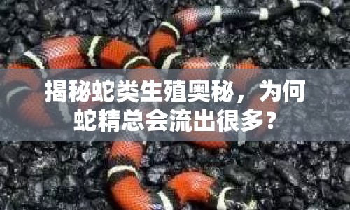 揭秘蛇類生殖奧秘，為何蛇精總會流出很多？