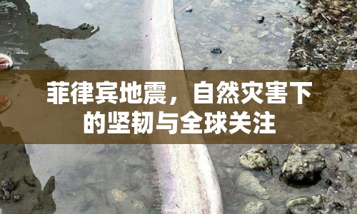 菲律賓地震，自然災(zāi)害下的堅韌與全球關(guān)注