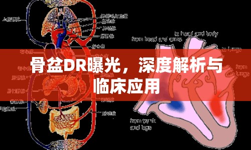 骨盆DR曝光，深度解析與臨床應(yīng)用