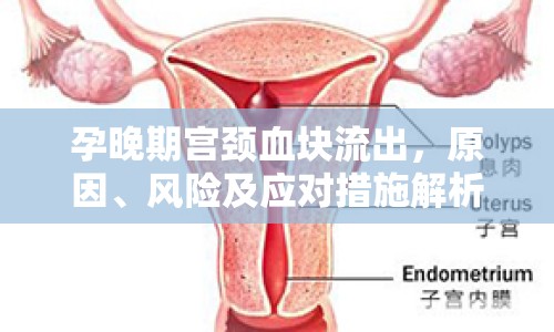 孕晚期宮頸血塊流出，原因、風險及應對措施解析