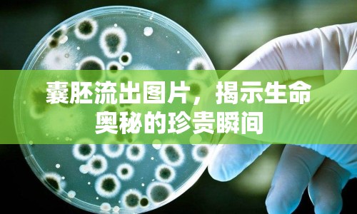 囊胚流出圖片，揭示生命奧秘的珍貴瞬間