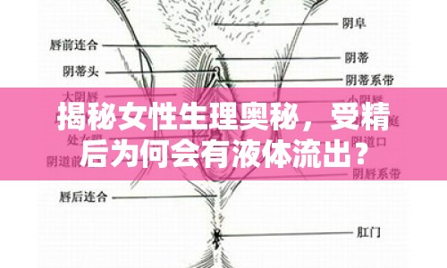揭秘女性生理奧秘，受精后為何會有液體流出？