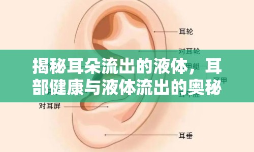揭秘耳朵流出的液體，耳部健康與液體流出的奧秘