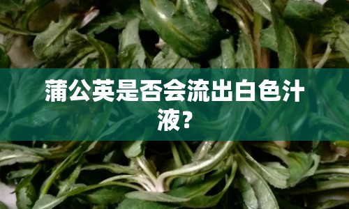 蒲公英是否會(huì)流出白色汁液？