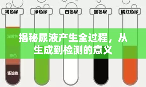 揭秘尿液產(chǎn)生全過程，從生成到檢測的意義
