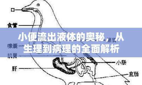 小便流出液體的奧秘，從生理到病理的全面解析
