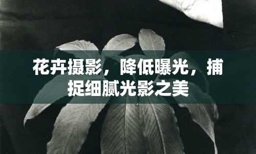 花卉攝影，降低曝光，捕捉細(xì)膩光影之美
