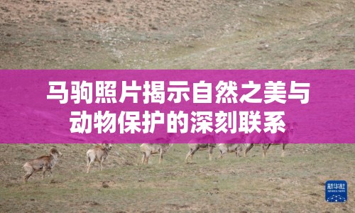 馬駒照片揭示自然之美與動(dòng)物保護(hù)的深刻聯(lián)系