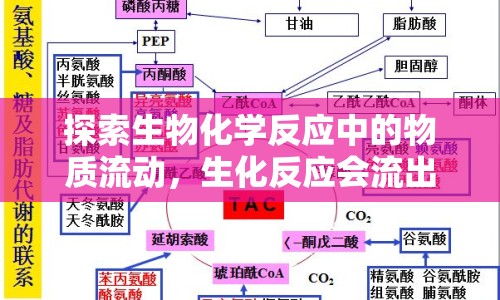 探索生物化學(xué)反應(yīng)中的物質(zhì)流動(dòng)，生化反應(yīng)會(huì)流出東西嗎？
