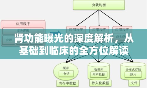 腎功能曝光的深度解析，從基礎到臨床的全方位解讀