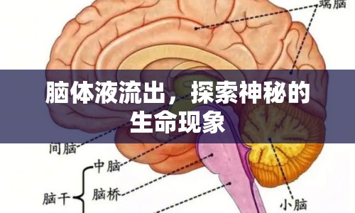 腦體液流出，探索神秘的生命現(xiàn)象