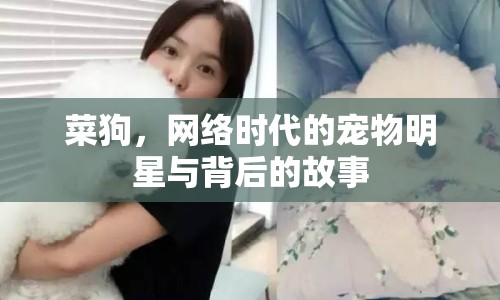 菜狗，網(wǎng)絡(luò)時(shí)代的寵物明星與背后的故事