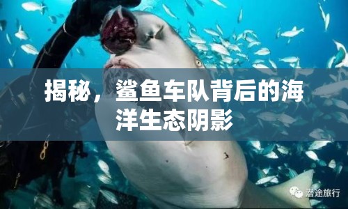 揭秘，鯊魚車隊(duì)背后的海洋生態(tài)陰影
