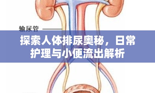 探索人體排尿奧秘，日常護(hù)理與小便流出解析