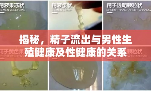 揭秘，精子流出與男性生殖健康及性健康的關(guān)系