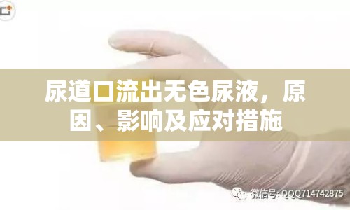 尿道口流出無(wú)色尿液，原因、影響及應(yīng)對(duì)措施