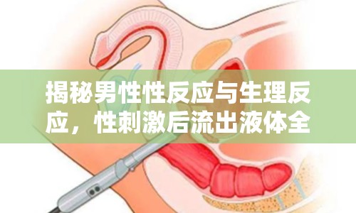 揭秘男性性反應與生理反應，性刺激后流出液體全解析