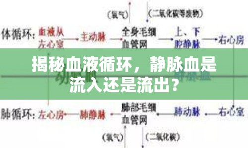 揭秘血液循環(huán)，靜脈血是流入還是流出？