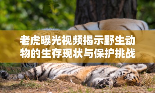 老虎曝光視頻揭示野生動(dòng)物的生存現(xiàn)狀與保護(hù)挑戰(zhàn)