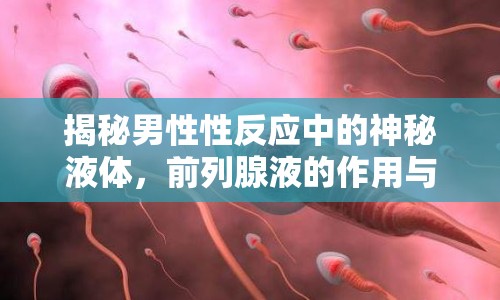 揭秘男性性反應中的神秘液體，前列腺液的作用與意義