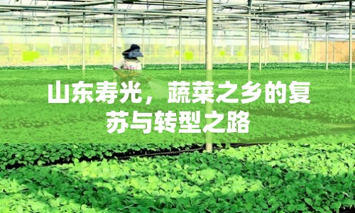 山東壽光，蔬菜之鄉(xiāng)的復(fù)蘇與轉(zhuǎn)型之路