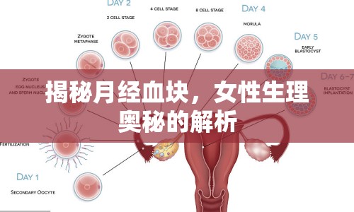 揭秘月經(jīng)血塊，女性生理奧秘的解析