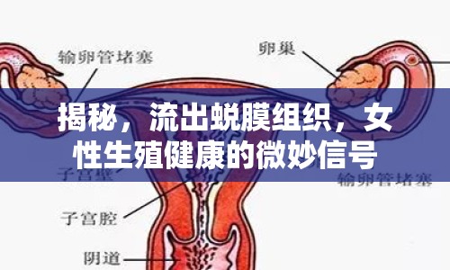 揭秘，流出蛻膜組織，女性生殖健康的微妙信號(hào)