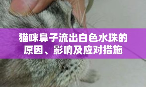 貓咪鼻子流出白色水珠的原因、影響及應(yīng)對措施
