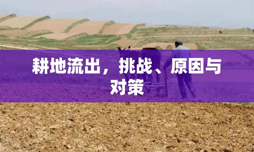 耕地流出，挑戰(zhàn)、原因與對策
