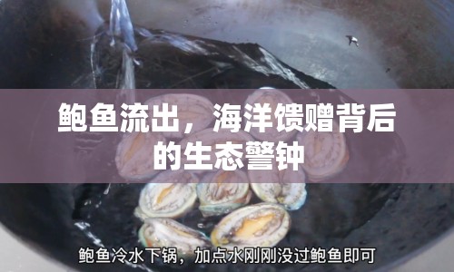 鮑魚(yú)流出，海洋饋贈(zèng)背后的生態(tài)警鐘