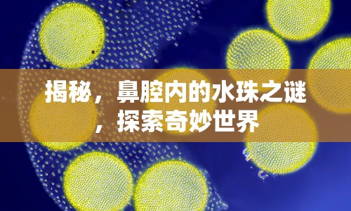 揭秘，鼻腔內(nèi)的水珠之謎，探索奇妙世界