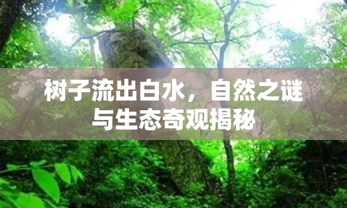 樹子流出白水，自然之謎與生態(tài)奇觀揭秘