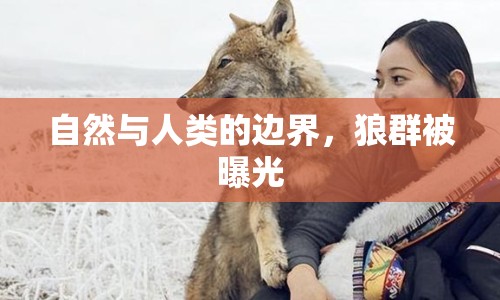自然與人類的邊界，狼群被曝光