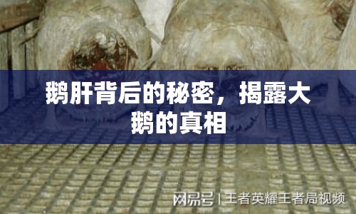 鵝肝背后的秘密，揭露大鵝的真相