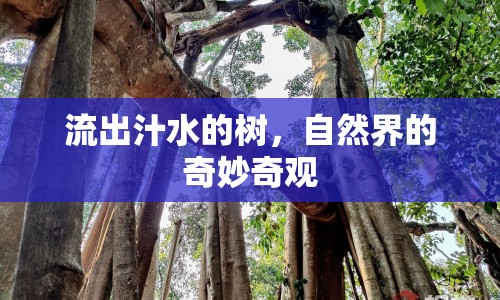 流出汁水的樹，自然界的奇妙奇觀