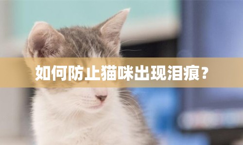 如何防止貓咪出現(xiàn)淚痕？