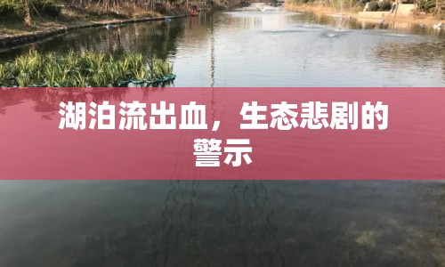 湖泊流出血，生態(tài)悲劇的警示