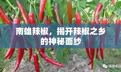 南雄辣椒，揭開辣椒之鄉(xiāng)的神秘面紗