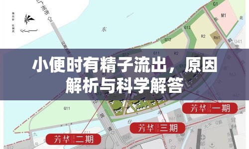 小便時(shí)有精子流出，原因解析與科學(xué)解答