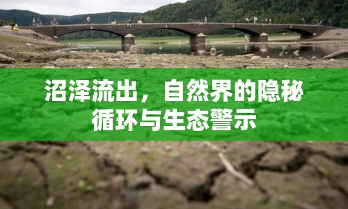 沼澤流出，自然界的隱秘循環(huán)與生態(tài)警示