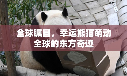 全球矚目，幸運(yùn)熊貓萌動全球的東方奇跡